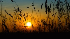 Sunset nature fields