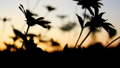 Sunset nature Flowers