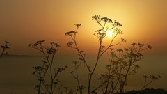 Sunset nature Flowers Plants