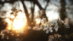 Sunset nature Flowers white