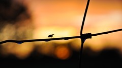 Sunset nature fly Animals silhouettes depth of field