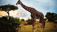 Sunset nature Giraffes Africa