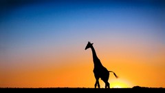 Sunset nature Giraffes silhouettes botswana