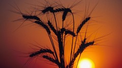 Sunset nature grain waves