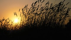 Sunset nature grass California santa silhouettes sunlight