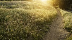 Sunset nature grass Green roads flora