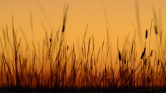 Sunset nature grass Plants California