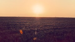 Sunset nature grass sun