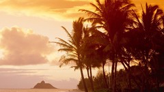 Sunset nature Hawaii palm trees