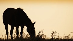 Sunset nature Horses