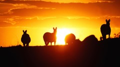 Sunset nature Horses silhouettes shadows