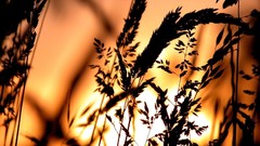 Sunset nature macro depth