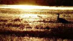 Sunset nature national geographic