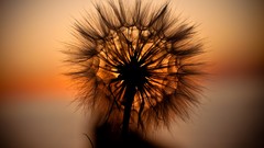 Sunset nature orange dandelions