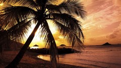 Sunset nature palm trees