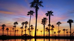 Sunset nature palm trees silhouettes
