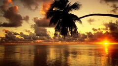 sunset nature palm trees sunlight sky Sea clouds orange horizon