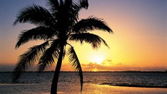 Sunset nature palm trees tropical
