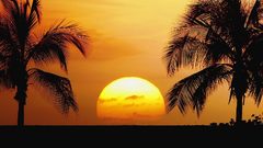 Sunset nature paradise palm