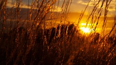 Sunset nature Plants golden depth of field