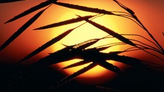 Sunset nature Plants silhouettes