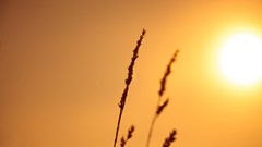 Sunset nature silhouettes