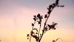 Sunset nature silhouettes