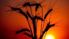 Sunset nature silhouettes skyscapes