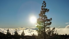 Sunset nature snow Trees