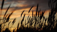 Sunset nature spikelets