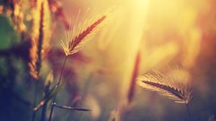 Sunset nature summer wheat