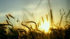 Sunset nature sun Plants fields skyscapes