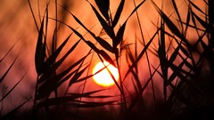 Sunset nature sun Plants silhouettes