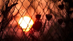 Sunset nature sun Plants silhouettes fences
