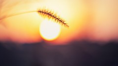 Sunset nature sun wheat Plants evening depth of field