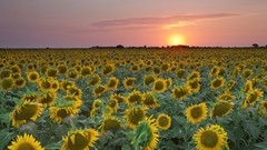 Sunset nature Sunflowers Texas fields
