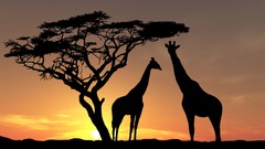 Sunset nature Trees Animals sun evening Giraffes Africa 