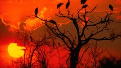 Sunset nature Trees Birds