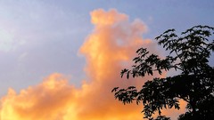 Sunset nature Trees clouds skies