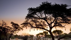 Sunset nature Trees fire food vacation Candles dinner Africa 
