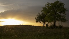 Sunset nature Trees grass