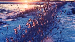 Sunset nature Trees grass snow winter sun clouds skies