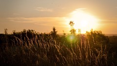Sunset nature Trees grass sun