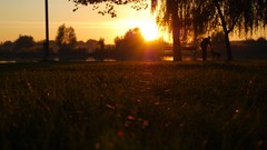 Sunset nature Trees grass sunlight