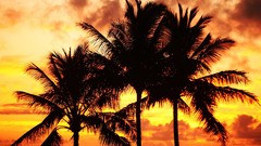 Sunset nature Trees palm trees silhouettes