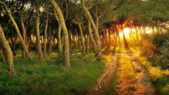 Sunset nature Trees paths