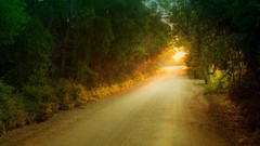 Sunset nature Trees roads forests