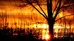 Sunset nature Trees silhouettes sunlight