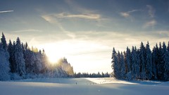 Sunset nature Trees snow winter