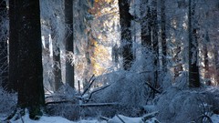 Sunset nature Trees snow winter forests